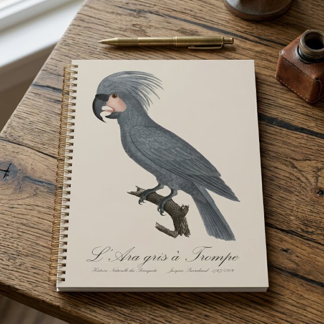 L’Ara gris à Trompe / Gray Palm Cockatoo Planer (Great Black Palm Cockatoo, Probosciger aterrimus. Planner)