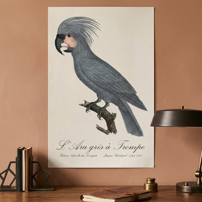 L’Ara gris à Trompe / Gray Palm Cockatoo Poster (Great Black Palm Cockatoo, Probosciger aterrimus. Poster)