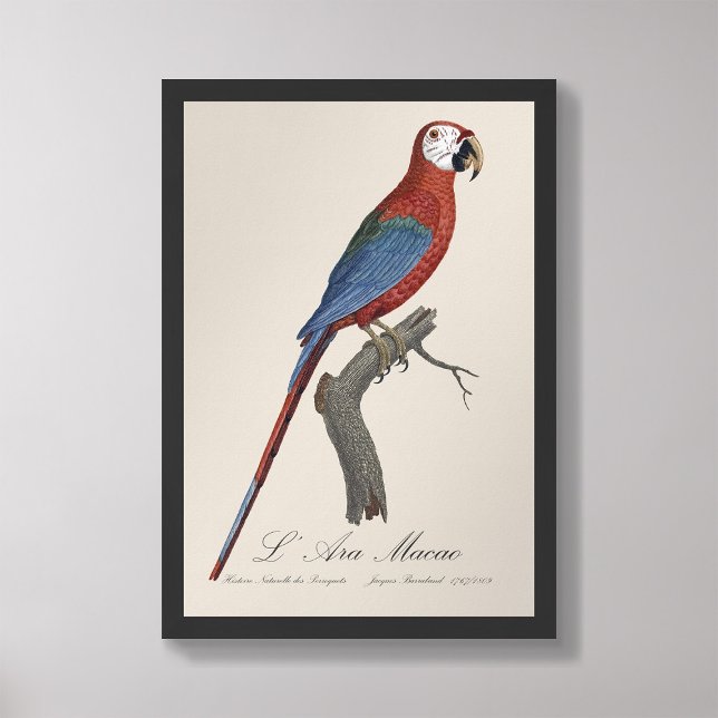 L' Ara Macao / Rot und Grün Fotodruck (Von Creator hochgeladen)