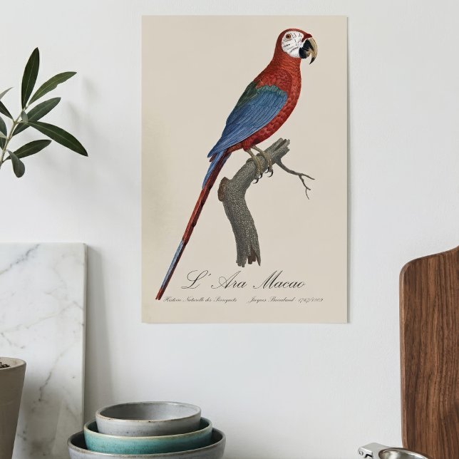 L' Ara Macao / Rot und Grün Poster (Red-and-green Macaw, Ara chloropterus. Poster)