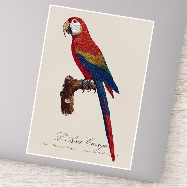 L' Ara Macao / Scarlet Macaw Aufkleber (Scarlet Macaw or Red-Breasted Macaw, Ara macao. Sticker)