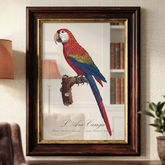 L' Ara Macao / Scarlet Macaw Fotodruck (Scarlet Macaw or Red-Breasted Macaw, Ara macao. Photo Print)