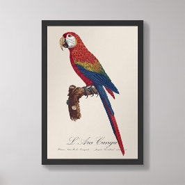 L' Ara Macao / Scarlet Macaw Fotodruck