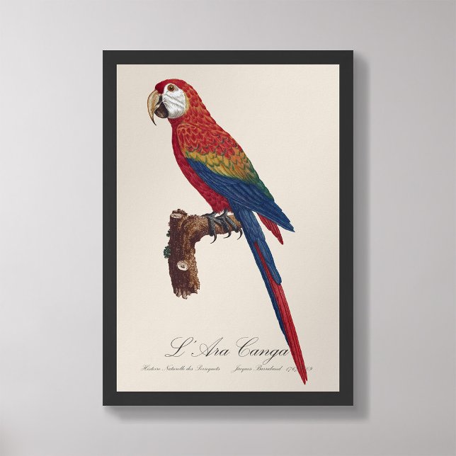 L' Ara Macao / Scarlet Macaw Fotodruck (Von Creator hochgeladen)