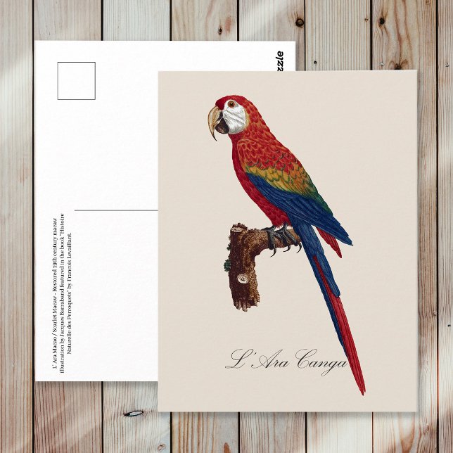L' Ara Macao / Scarlet Macaw Postkarte (Scarlet Macaw or Red-Breasted Macaw, Ara macao. Postcard)
