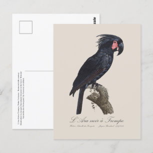 L' Ara Noir a Trompe / Palm Cockatoo Postkarte