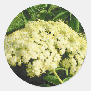 La baie de sureau fleurit des autocollants