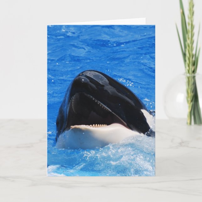 La baleine retentit la carte de voeux (Devant)