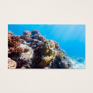 La barrière de corail