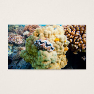 La barrière de corail