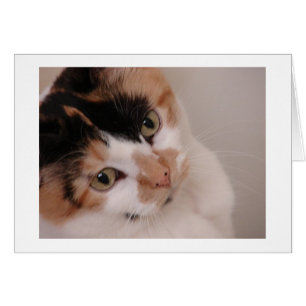 La beauté de Calico