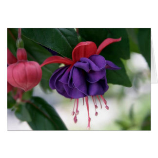 La beauté du fuchsia