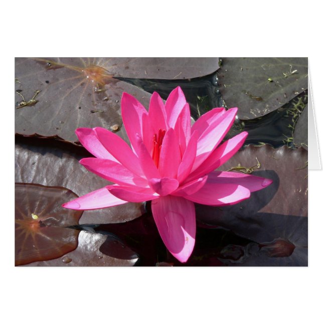 La Beauté du Lotus (Devant horizontal)