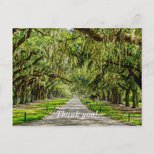 La Belle Carte Postale Avenue Of Oaks Merci (Devant)