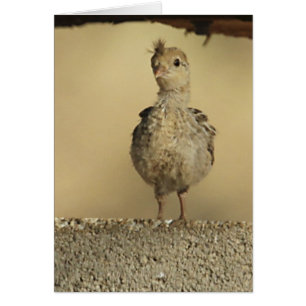 La caille de Baby Gambel
