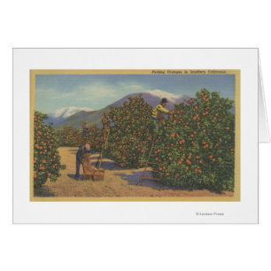 La Californie du sud - oranges de cueillette