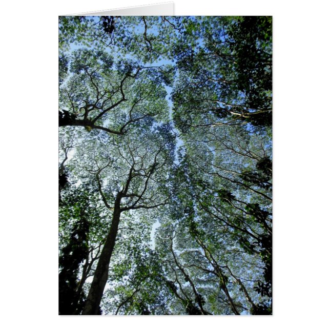 La canopée de la forêt pluviale hawaïenne (Devant)