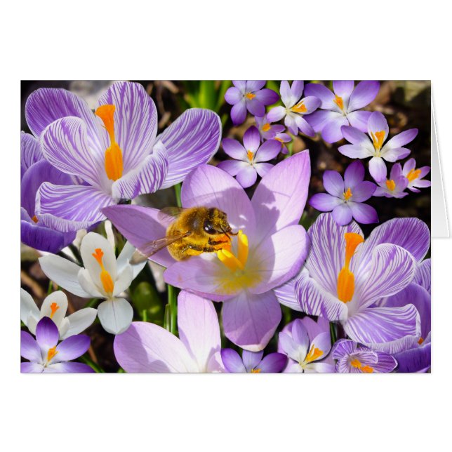 LA CARTE CROCUS TASTER ~ Card (Devant horizontal)