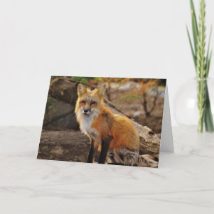 La carte de Fox rouge Valentine