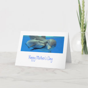 La carte de jour de Dolphin Mother