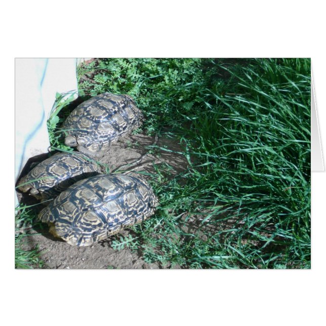 La carte des trois tortues (Devant horizontal)