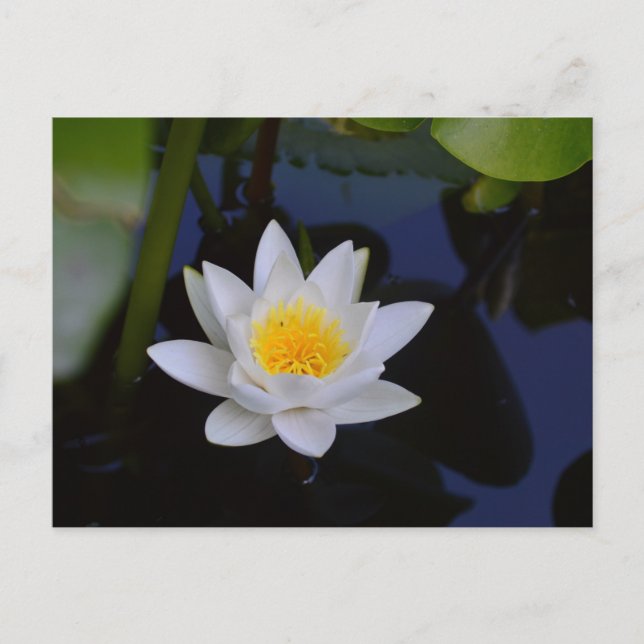 La carte Lotus Blanche (Devant)