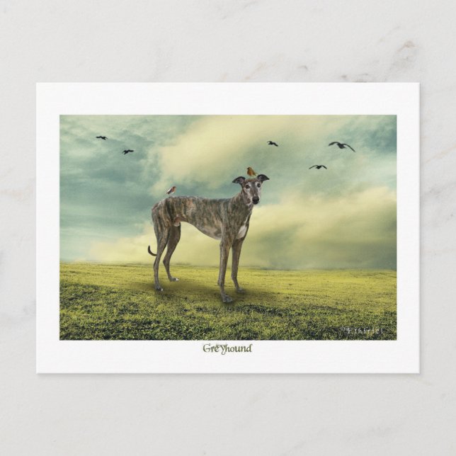 La carte postale Greyhound (Devant)