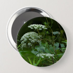 La ce Wildblume von Königin Anne - Daucus carota Button