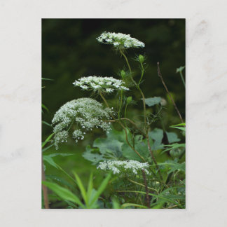La ce Wildblume von Königin Anne - Daucus carota Einladungspostkarte