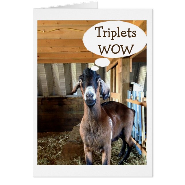 LA CHÈVRE EST TELLEMENT EXCITÉE=TRIPLETS=TRIPLE L' (Devant)