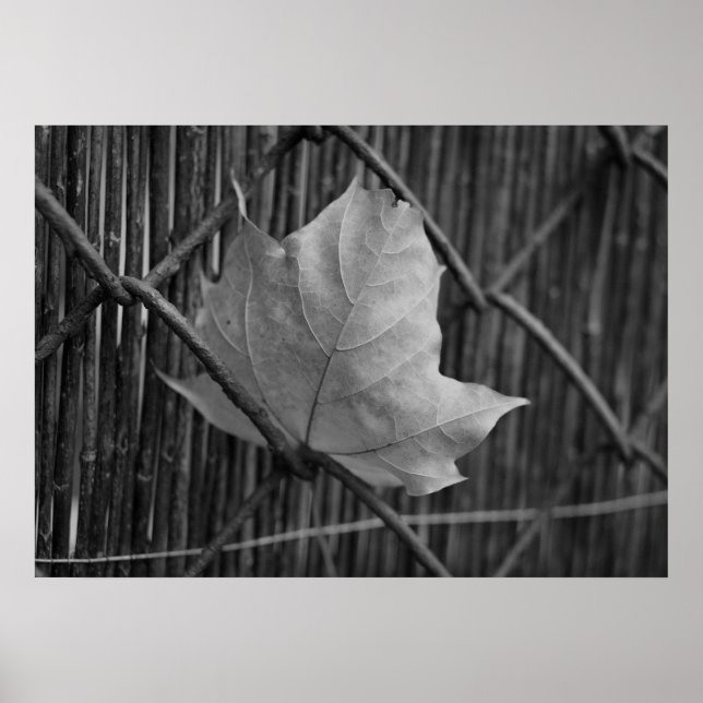 La feuille d'érable sèche - affiche (Devant)