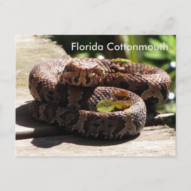 La Floride Cottonmouth - Apprentissage Carte Posta (Devant)