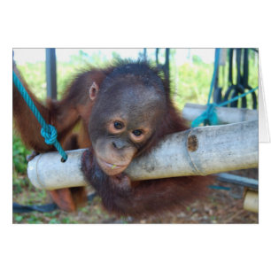 La forêt tropicale rêvasse au sanctuaire de bébé