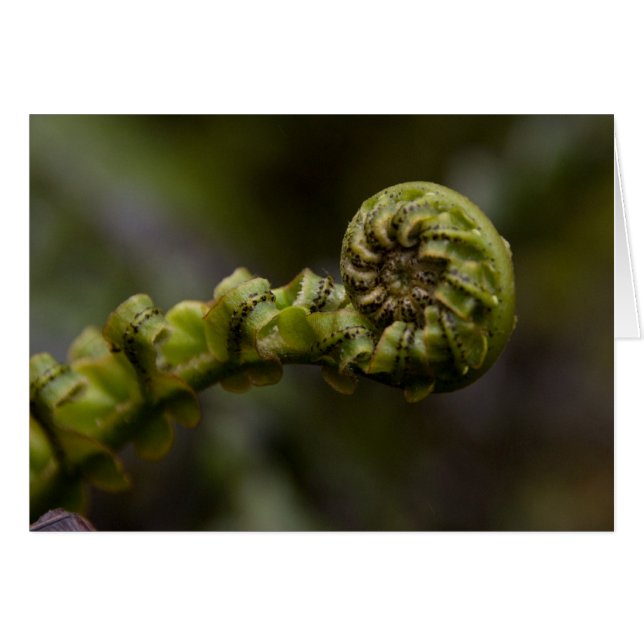 La fougère tourbillonne carte (Devant horizontal)