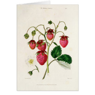 La fraise de Roseberry, gravée par Watte