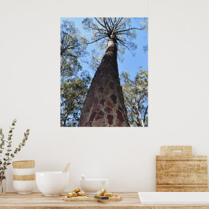 La Gerche Ponderosa Kiefern Poster