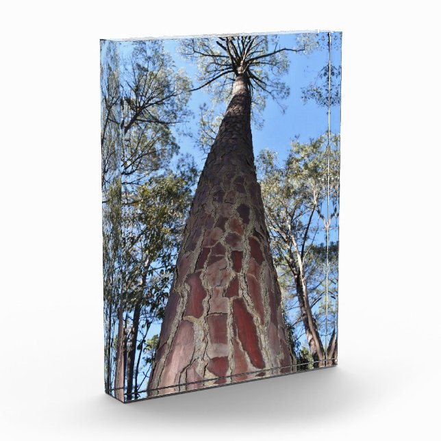 La Gerche Ponderosa Pine Acrylblock Fotoblock (Links)