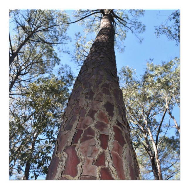 La Gerche Ponderosa Pine Foto Erweiterung (Vorne)