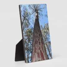 La Gerche Ponderosa Pine Foto Plaque