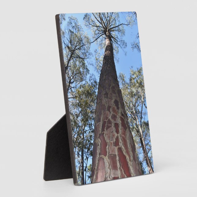 La Gerche Ponderosa Pine Foto Plaque Fotoplatte (Seite)