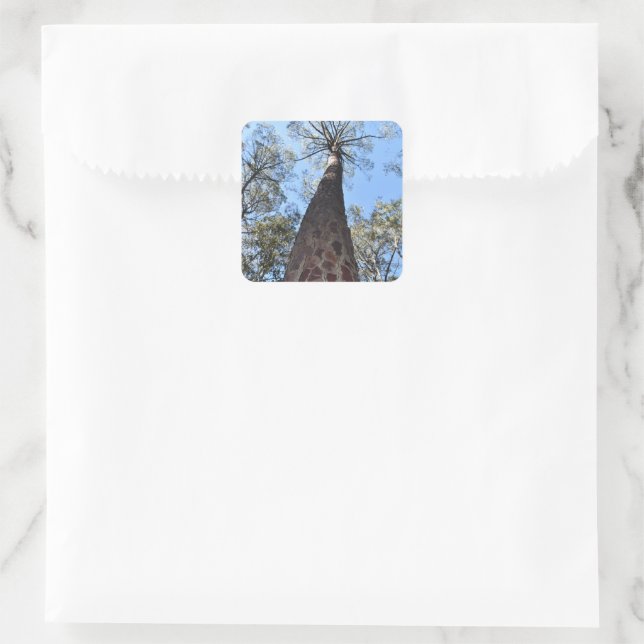 La Gerche Ponderosa Pine Sticker (Tasche)