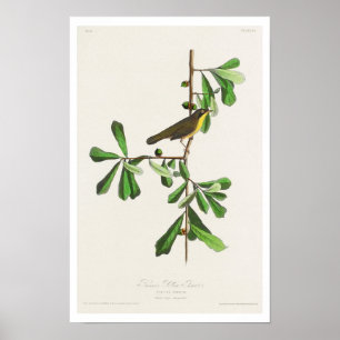 La gorge jaune de Roscoe par Audubon Poster