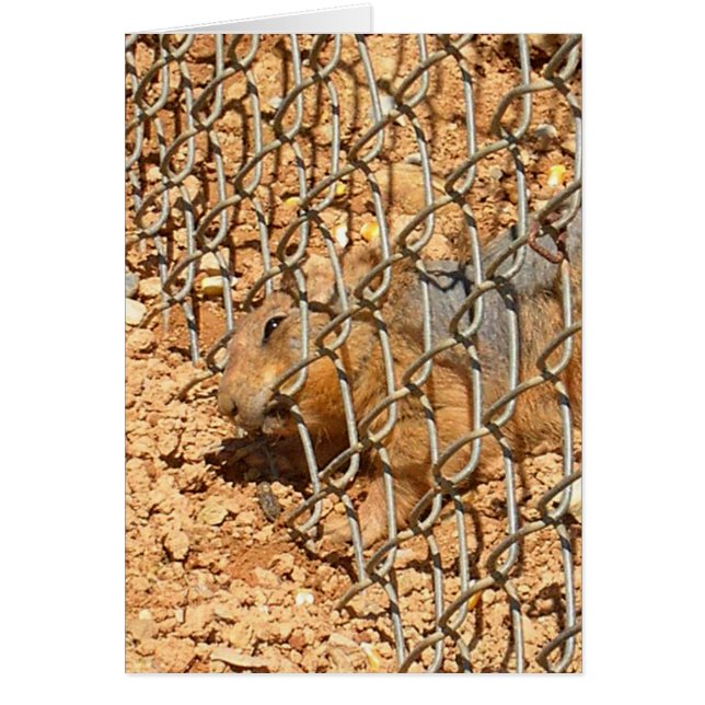 la grande évasion (Devant)