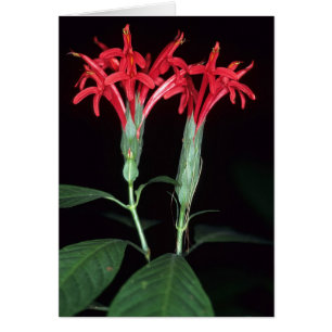 LA GUYANE FRANÇAISE FRANÇAISE : Coccinea de