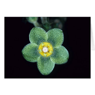 LA GUYANE FRANÇAISE FRANÇAISE : Gracieae de