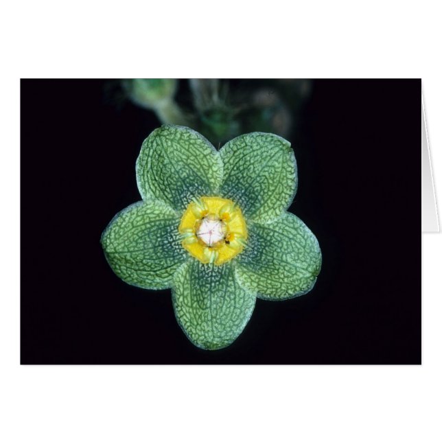 LA GUYANE FRANÇAISE FRANÇAISE : Gracieae de (Devant Horizontal)