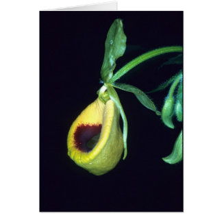 LA GUYANE FRANÇAISE FRANÇAISE : Palmifolium de