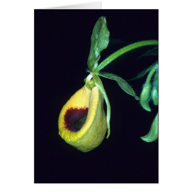 LA GUYANE FRANÇAISE FRANÇAISE : Palmifolium de (Devant)