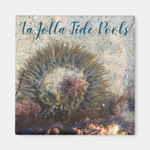 La Jolla Tide Pool Anemone Magnet