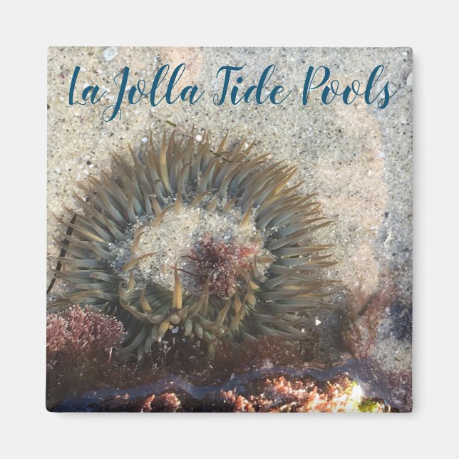 La Jolla Tide Pool Anemone Magnet (Vorne)